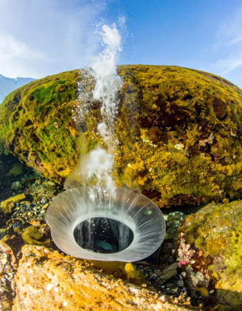 In the clear, sunlit waters of a shallow tide pool, a giant sea anemone participates in the timeless ritual of life.の素材