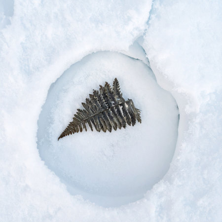 A delicate fern frond is perfectly preserved within a sphere of ice, like a natural fossil captured by the winter cold.の素材
