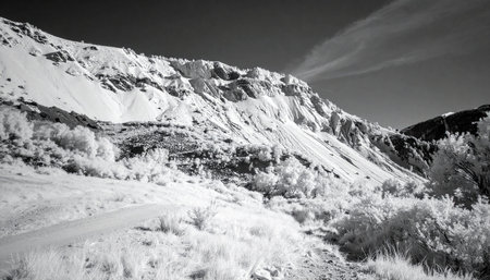 A stark and surreal winter landscape captured in high-contrast infrared.の素材