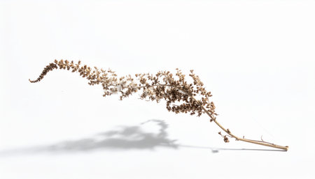 A single, delicate dried wildflower stem arches gracefully against a stark white background.の素材