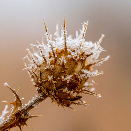 A dried thistle head, a remnant of summer's warmth, is delicately encased in the first sharp frost of the season.の素材