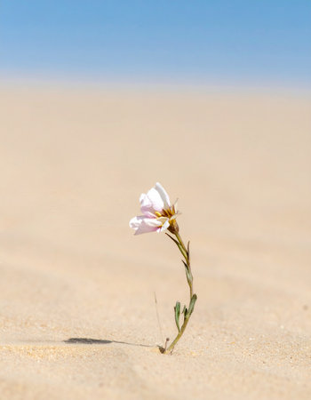 In the vast, quiet expanse of a sun-drenched desert, a single, delicate flower stands as a testament to resilience.の素材