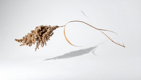 A single, delicate stalk of dried grass rests in a quiet space, casting a soft shadow against a clean white background.の素材
