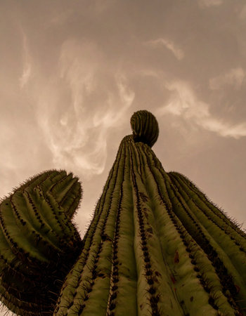 From a low angle, a giant saguaro cactus stands as a timeless monument against a dramatic, cloud-filled desert sky.の素材