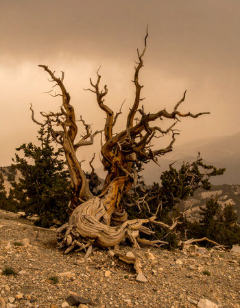 A testament to endurance, an ancient bristlecone pine stands against a dramatic, hazy sky.の素材