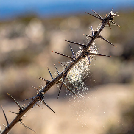 A close-up view captures the harsh beauty of the desert. Sharp, menacing thorns line a dry branch, a natural defense against the unforgiving environment.の素材
