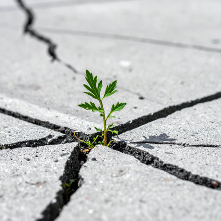 A tiny green seedling demonstrates incredible resilience, pushing through a crack in cold, gray concrete.の素材
