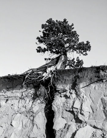 In a stark black and white landscape, a solitary tree demonstrates incredible resilience.の素材