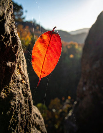 A single, vibrant red autumn leaf is caught as if by magic in a delicate spiderweb. Backlit by the warm glow of the sun, it hangs suspended in a moment of fragile beauty, a symbol of the transient and serene nature of the changing seasons.の素材