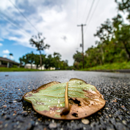 A single, fallen leaf rests on the damp, textured asphalt of a quiet suburban street after a recent rain. The low-angle perspective emphasizes its solitude, creating a contemplative and melancholic mood about the cycles of nature and the quiet moments after a storm.の素材