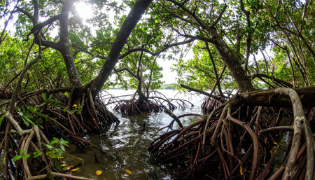 Sunlight filters through a dense canopy, illuminating the complex and tangled root system of a vibrant mangrove forest. The still water reflects the lush greenery, creating a serene and mysterious atmosphere deep within this vital coastal ecosystem.の素材