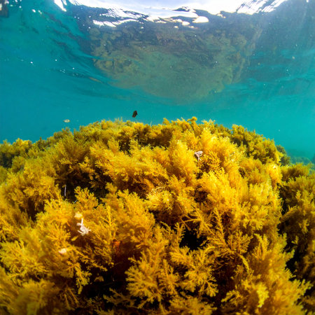 Sunlight filters through the clear turquoise water, illuminating a dense, golden forest of sargassum seaweed. This vibrant underwater ecosystem teems with life, showcasing the beauty and complexity of the marine world from a unique, submerged perspective.の素材
