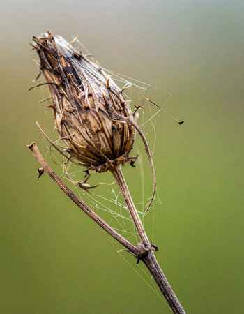 A single dried flower head stands against a soft green background, marking the end of its life cycle. Delicate strands of a spiderweb cling to its withered petals, capturing the quiet, intricate beauty found in natures decay and the transition of seasons.の素材