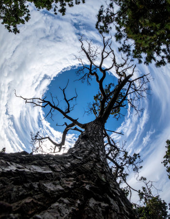 From a dramatic low-angle perspective, a gnarled, ancient tree reaches its bare branches towards a surreal sky. A vortex of swirling clouds frames a perfect circle of deep blue, creating a mysterious and awe-inspiring portal to another world. This abstract image evokes feelings of wonder, fantasy, and the powerful cycles of nature.の素材