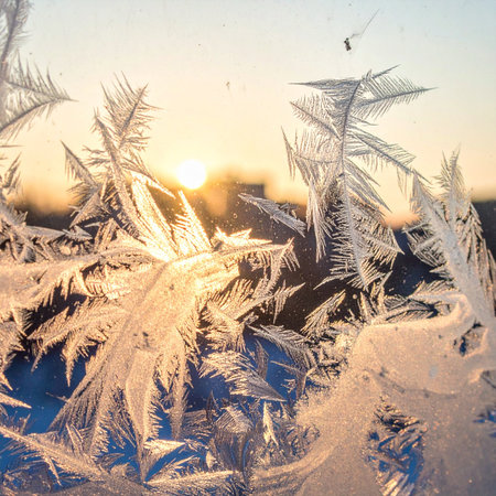 As the golden sun rises on a cold winter day, intricate fern-like frost patterns adorn a window pane. The delicate ice crystals catch the morning light, creating a magical and peaceful scene that signals the quiet start of a new day.の素材