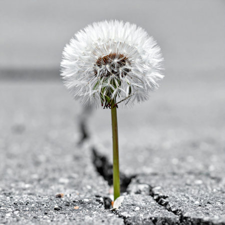 A single, delicate dandelion pushes its way through a harsh crack in the urban pavement. This powerful image, with its selective color highlighting the determined plant against a monochrome background, serves as a metaphor for resilience, hope, and the ability to find growth and beauty in the most challenging of circumstances.の素材