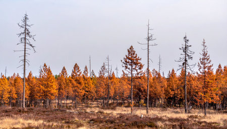 Amidst a vast, misty moorland, a forest blazes with the fiery orange of autumn. Yet, skeletal silhouettes of dead trees stand as stark reminders of environmental change and the cyclical nature of life and decay, creating a scene of poignant, wild beauty.の素材