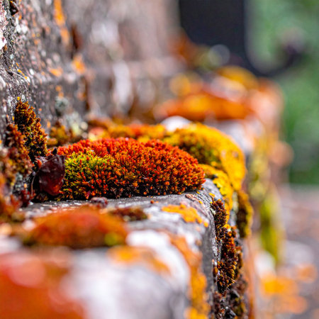 A macro perspective reveals a miniature world thriving on the surface of an ancient stone. Vibrant orange and yellow mosses create a textured, colorful landscape, showcasing the resilience and intricate beauty of nature in the most unexpected places.の素材