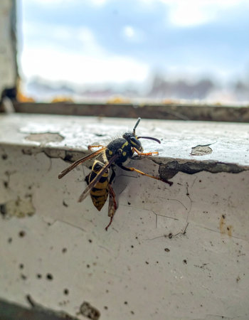 A detailed macro shot captures a single wasp resting on a cracked and peeling windowsill. The blurred urban background highlights the insects intrusion into a domestic space, symbolizing the persistent presence of nature amidst urban decay.の素材