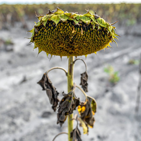 A lone, mature sunflower stands in a desolate field, its heavy head bowed at the end of its life cycle. The dried, blackened leaves and barren ground signify the end of summer, symbolizing concepts of aging, decay, and the beauty in finality.の素材