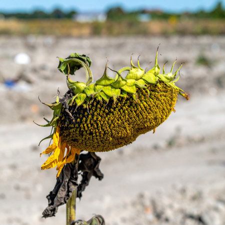 A lone sunflower bows its heavy head, its vibrant yellow petals a fading memory against a parched and barren landscape. This poignant image captures the harsh reality of drought and the end of a life cycle, symbolizing struggle, resilience, and the profound impact of climate change on the natural world.の素材