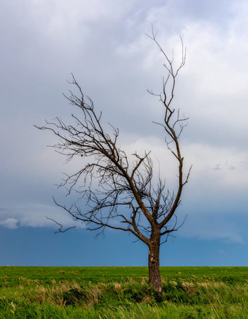 A solitary, leafless tree stands as a stark silhouette against a dramatic, stormy sky. Its bare branches reach upwards, a symbol of resilience and survival amidst the vibrant green field below, capturing the powerful contrast between life, death, and the forces of nature.の素材