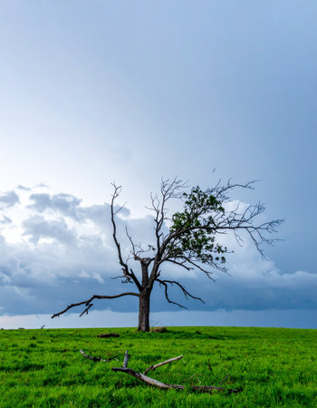 A solitary tree stands as a testament to resilience in a vast green field. Though battered and broken by past storms, it clings to life, its remaining leaves reaching towards a dramatic, cloud-filled sky. This powerful image symbolizes strength, survival, and the enduring beauty found in imperfection.の素材