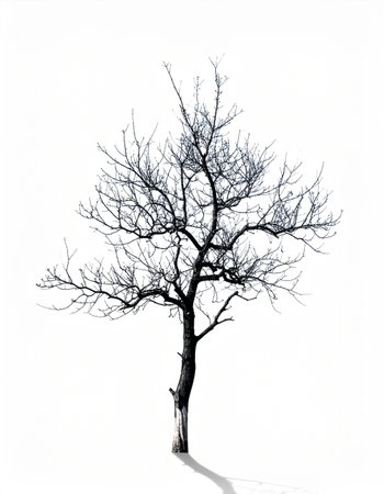 A single, leafless tree stands in stark silhouette against a pure white background. Its intricate branches reach out like veins, showcasing the raw, architectural beauty of nature in winter. This minimalist image evokes feelings of solitude, resilience, and the quiet elegance of dormancy.の素材