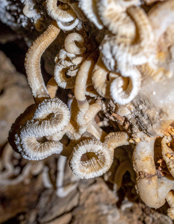 A close-up view reveals the mysterious and bizarre beauty of helictites, rare cave formations that defy gravity. These delicate, twisted calcite structures grow in intricate patterns, creating an otherworldly landscape hidden deep within the earth, a testament to the slow artistry of nature.の素材