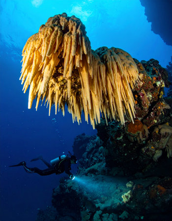 A lone scuba diver ventures into the silent, deep blue abyss of a submerged cave. Their powerful flashlight cuts through the darkness, revealing a breathtaking geological wondera massive, ancient speleothem hanging like a chandelier in this hidden underwater world. A moment of pure discovery and awe.の素材