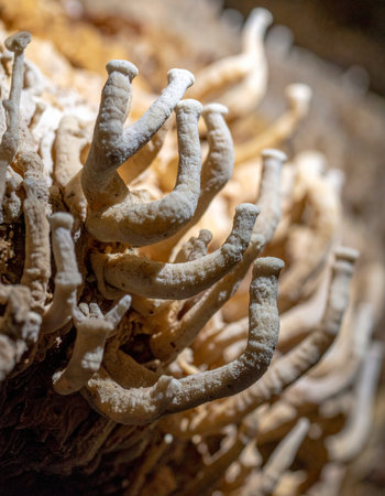 A macro photograph capturing the bizarre and intricate beauty of helictite speleothems. These unique cave formations grow in curved, gravity-defying paths, creating an otherworldly and abstract natural pattern deep within a subterranean cavern.の素材