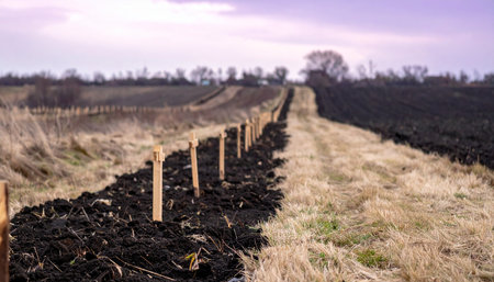 A long row of newly planted saplings stretches into the distance, marking the beginning of a new vineyard. Under a soft, overcast sky, the dark, rich soil promises future growth and a bountiful harvest, a testament to agricultural investment and patience.の素材