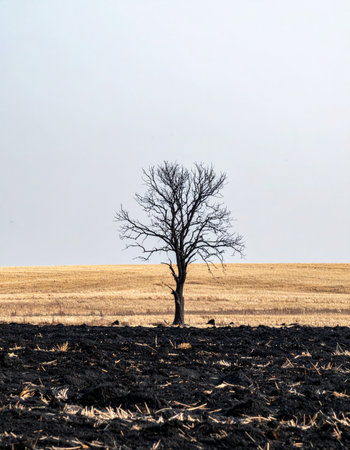 A single, leafless tree stands as a testament to resilience in the middle of a scorched, burnt field. Its stark silhouette against the pale horizon tells a powerful story of survival, aftermath, and the enduring strength of nature in the face of devastation and climate change.の素材