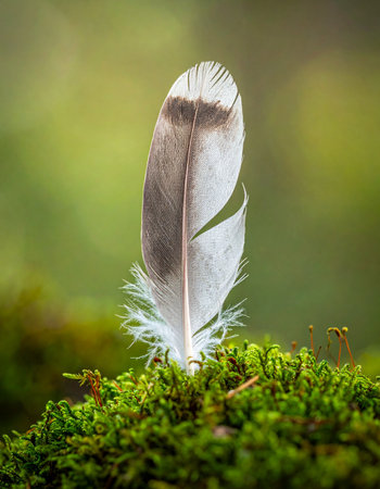 A single, delicate feather stands tall on a vibrant bed of green moss, a tiny monument to lightness and nature's simple beauty.の素材