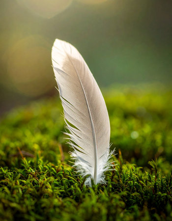 A single, delicate white feather stands gracefully in a bed of vibrant green moss, catching the soft morning light.の素材