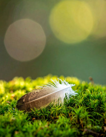 A single, delicate bird feather has come to rest on a vibrant bed of soft green moss.の素材