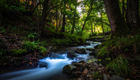 Sunlight filters through a dense canopy, illuminating a hidden stream as it cascades over mossy rocks.の素材