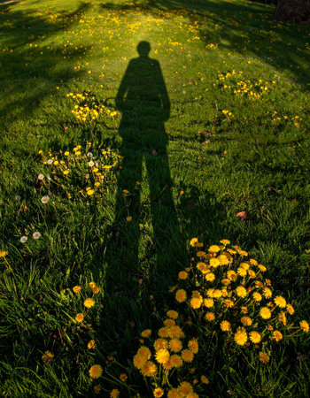 As the sun dips low, a person's long shadow stretches across a field of bright yellow dandelions.の素材