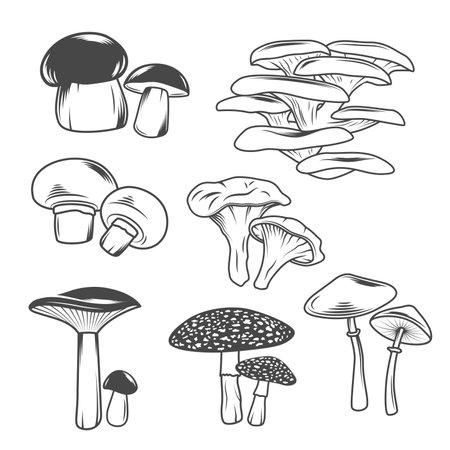 Set of vector monochrome mushroom illustrationsのイラスト素材