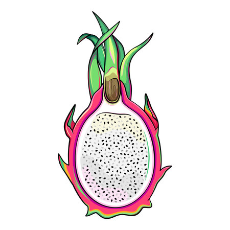 Half of a dragon fruit, cut pitaya, catroon style illustrationのイラスト素材