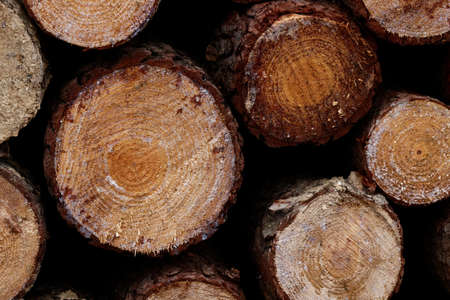 Natural wood sandwood wood slices