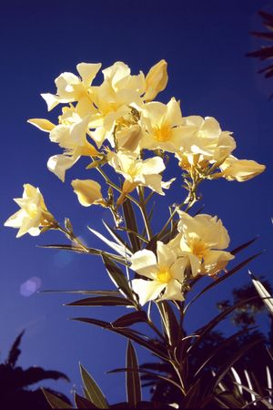 Gorgeous white oleander in the south of Gomeraの写真素材