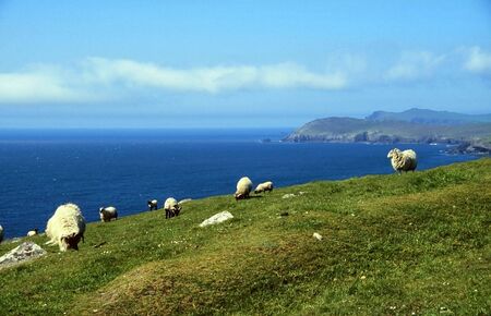 Sheep at coastline in western Ireland, Dingle, County Kerryの写真素材