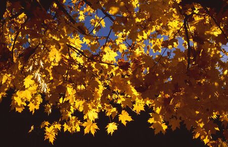 Yellow leaves
