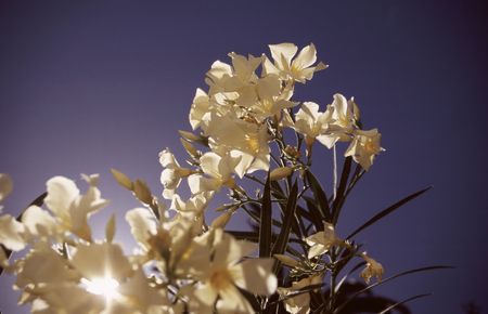 Gorgeous white oleander in the south of Gomeraの写真素材