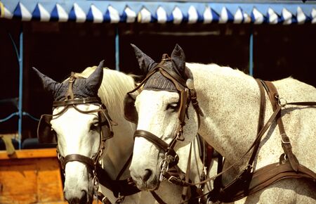horse-drawn carriage at Palace of Herrenchiemsee in  Bavaria, Germanyの写真素材