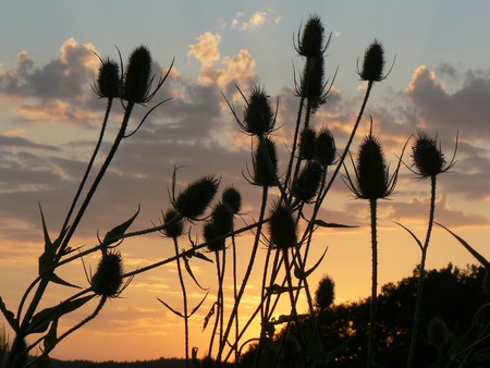 Thistles at sunset in Rheingau, Germanyの写真素材