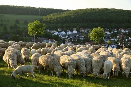 Flock of Sheep in the Taunus mountains in Germanyの写真素材