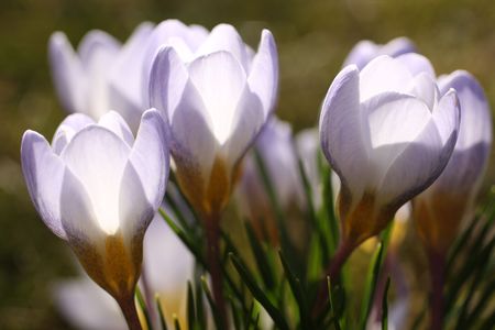 Crocus blossoms on meadow in the spring timeの写真素材