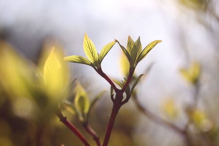 Young leaves of bush in spring time